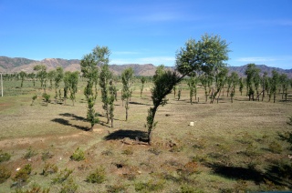 We are guessing a tree farm