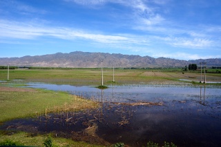 Flooded rice paddies