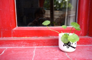 Courtyard window sill