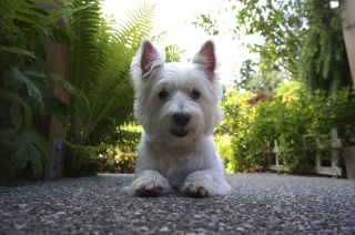Jack the terrier