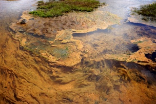 Where the algae grows orange