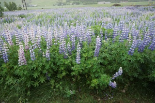 Iceland has lupine like Alaska has fireweed