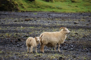 Wary sheep