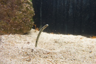 Garden eel