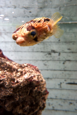 In the basement aquarium. Puffer Fish