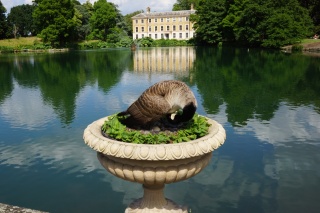 A goose nesting in a very public space