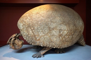 A prehistoric armadillo, only a little shorter than us