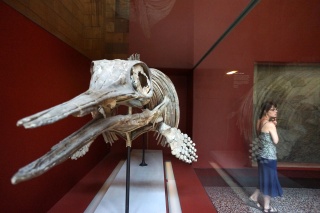 A prehistoric dolphin. Really big