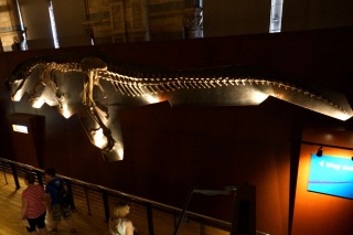 The dinosaur room, full of this sort of thing