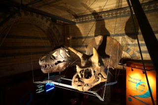 Triceratops and T-Rex skulls. Crazy big