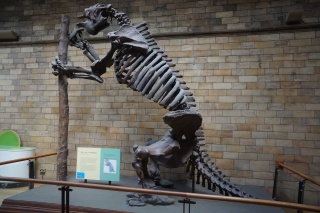 Things are looking up, a Giant Sloth
