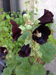 Black petunias