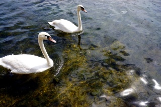 Swans on the Copenhagen Lakes