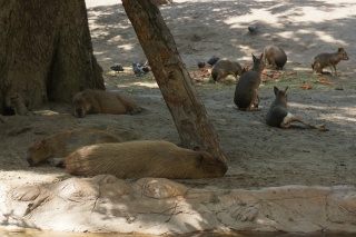 Capybara. The world's largest rodents. Cool