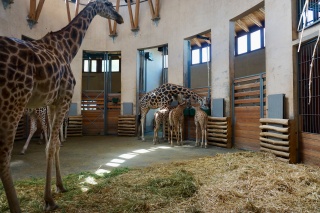 Giraffes lunching