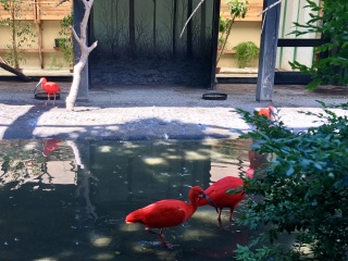 Really red birds. Yes, we should be able to do better with the labeling