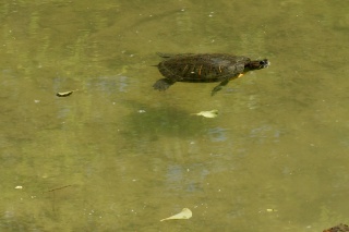 The lake was full of this guys relatives
