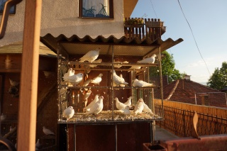 Pidgeon coop