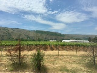 Croatian farmland