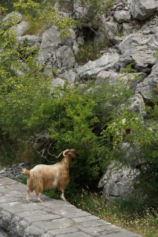 Wild goats. Okay, probably not wild