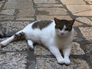 The local sentry. Off duty, as usual.