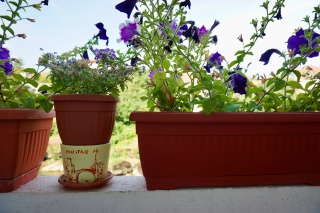 Window boxes, the pot stamped Mostar.