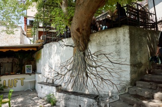 A tree sending its roots down a stone wall.