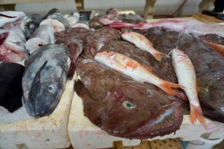 The monkfish again, with friends. Still no improvement.