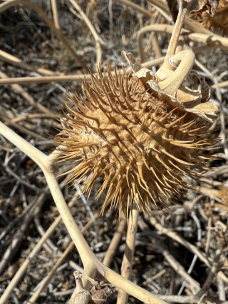 Tough desert vegetation