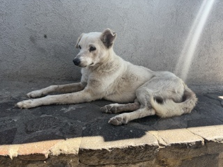 Old dog