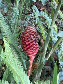 Local flora