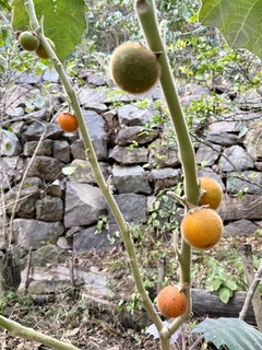 You tell us. Persimmons?