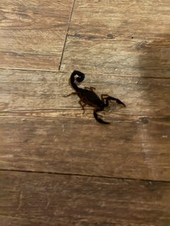 …with this little guy who tried to check out Theresa