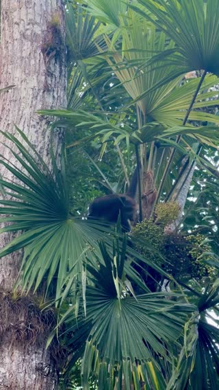 Spider monkeys!