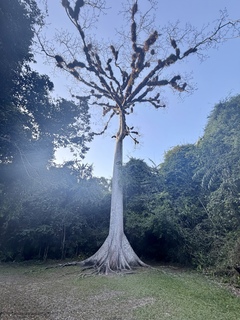 Guatemala’s national tree, the Ceiba