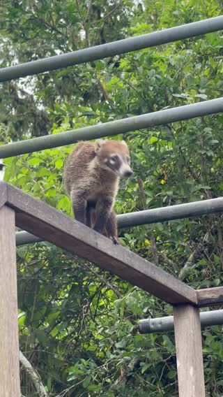 A Coati on Temple IV
