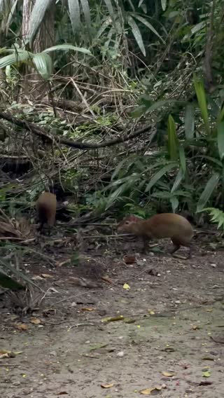 Two Agouti on the path in