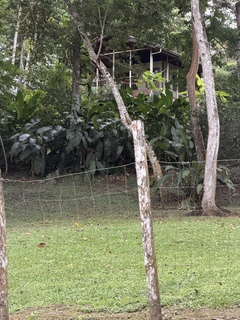 Our bungalow in the trees