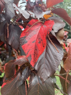Crazy jungle leaf