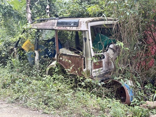 Doesn’t take long in the jungle