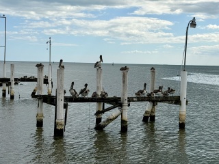 Pelicans off the dock