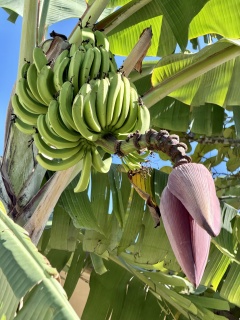 We understand the bananas, but...