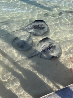 Mobs of sting rays looking for dinner at Iguana Reef