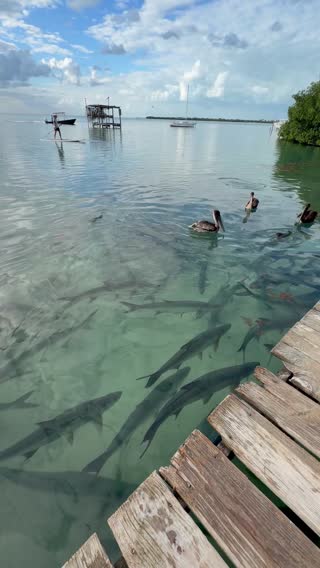 The tarpin feeding dock
