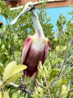 Roseate Spoonbill