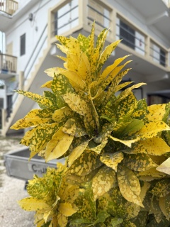 “Gold Dust” croton. Pretty sure