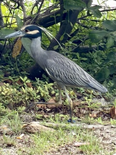 Yellow-crowned Night Heron