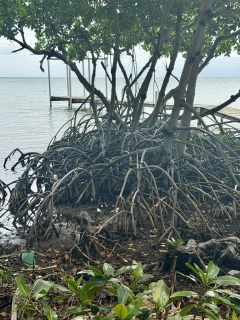 Mangroves