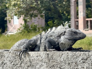 A big boy