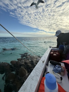 Nurse sharks mobbing